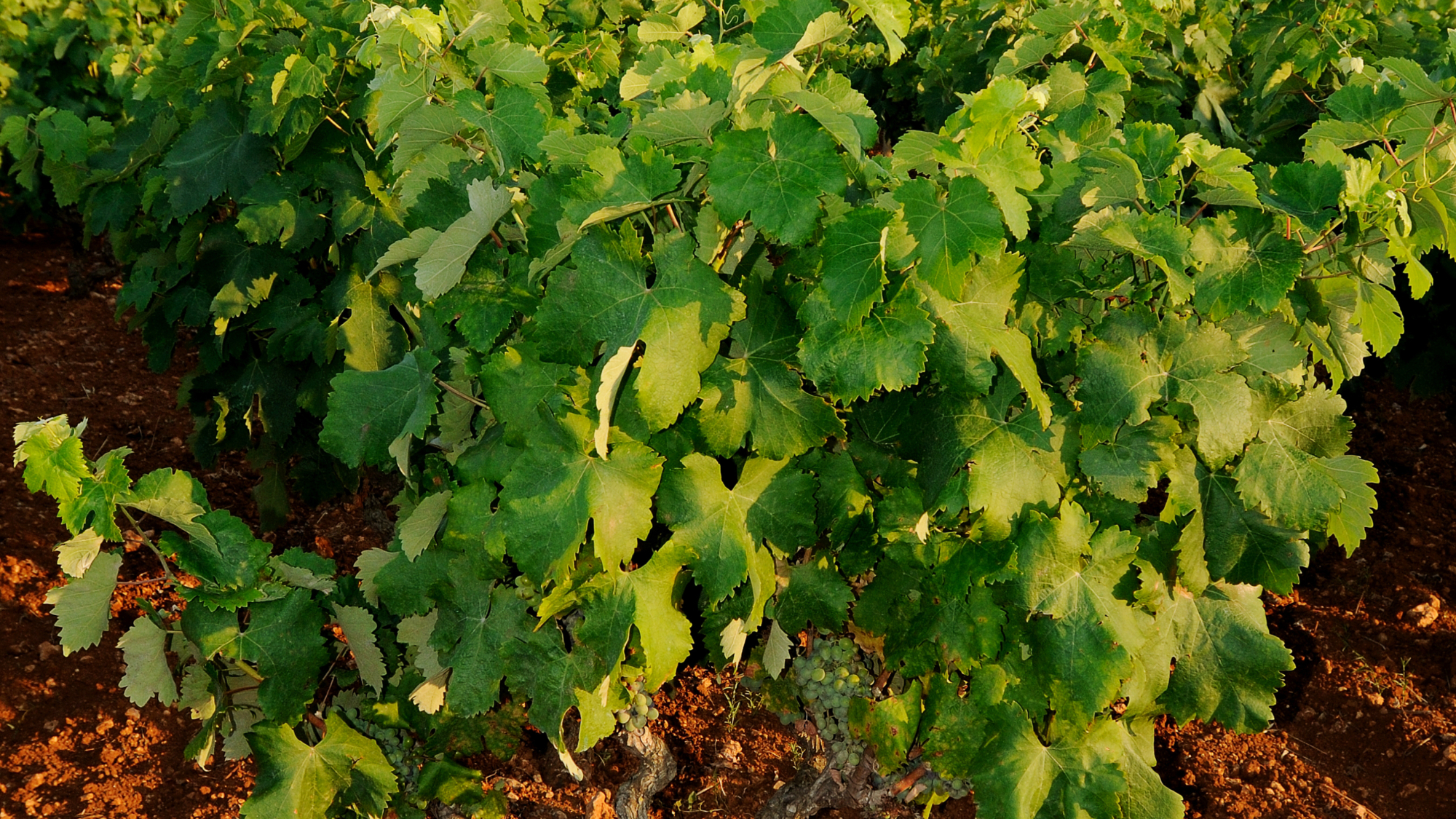 grapevine with green leaves and red land in Puglia, Italy