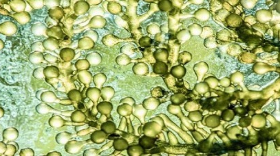 Microalghe per il trattamento e la valorizzazione di reflui e sottoprodotti agro-zootecnici e caseari